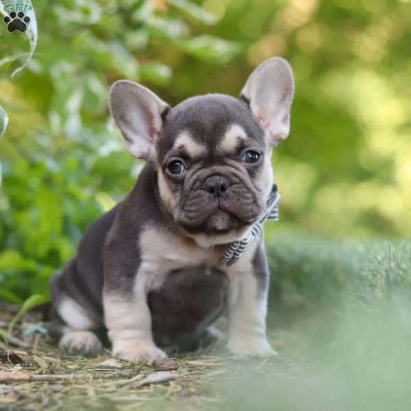 Page, French Bulldog Puppy